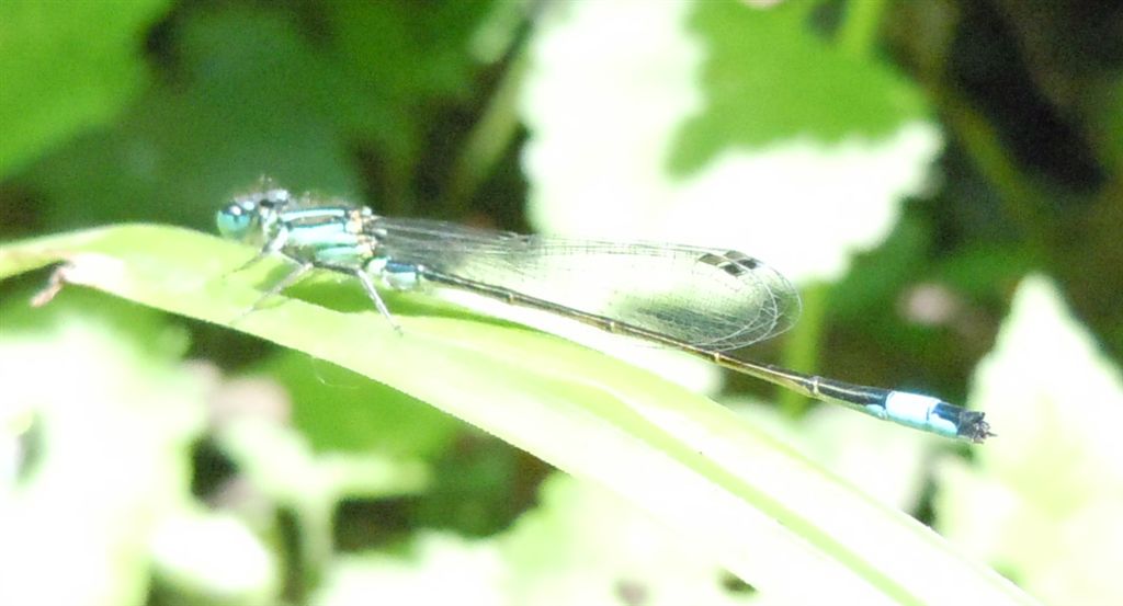 Ischnura elegans?